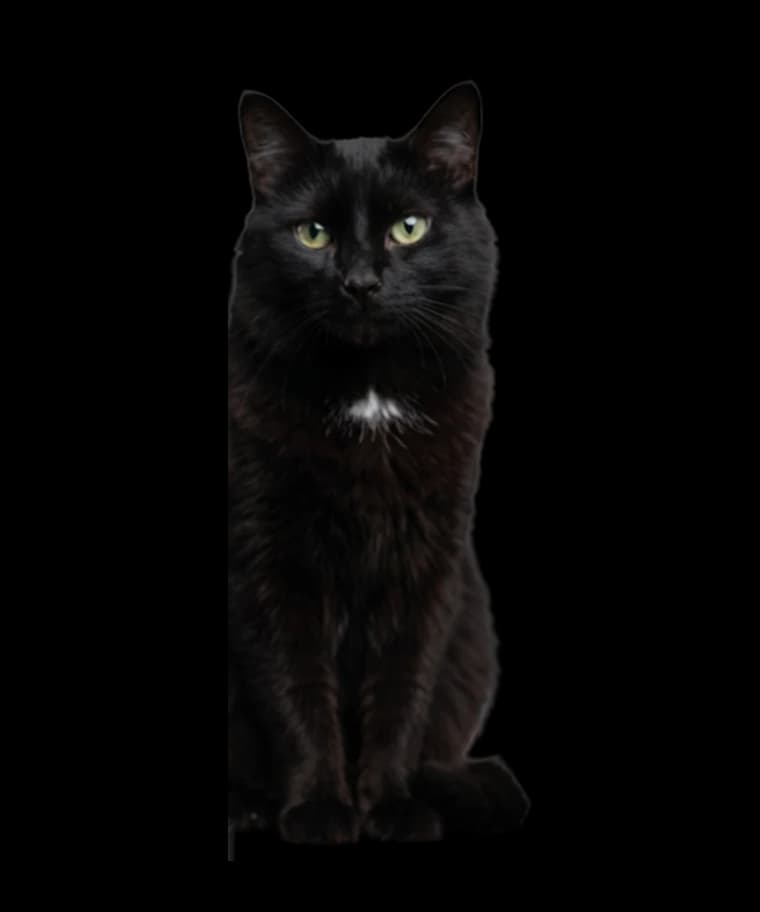 Fotografia da gata preta Luna, enviada como referência para a modelagem